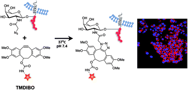 Fluorescent labelling of cell-surface azido sugars
