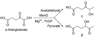 Reactions of MenD