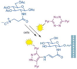 Metabolic labelling of glycans using isonitrile sugars