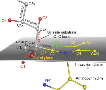 ThDP-substrate adduct in active site