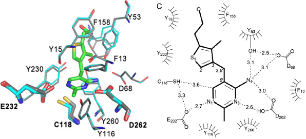 ThDP-substrate adduct in active site