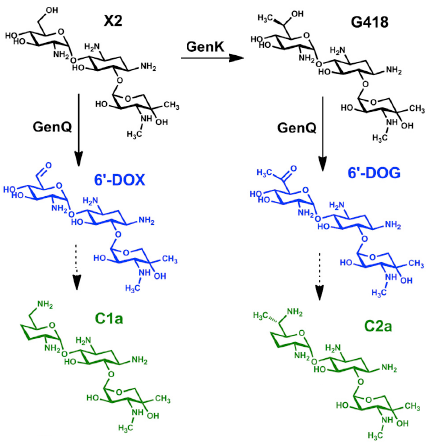 Part of biosynthetic pathway