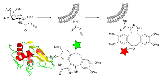 Glycan labelling strategy