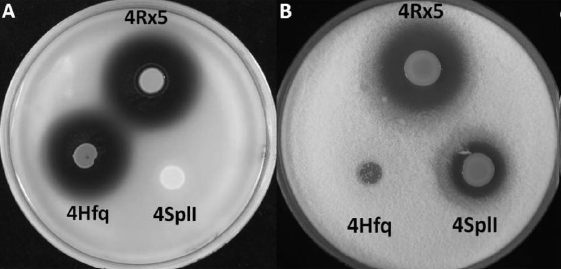 Agar plates - zones of inhibition