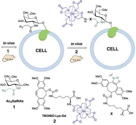 Interactions of 2-HEdeazaTPP with DXPS