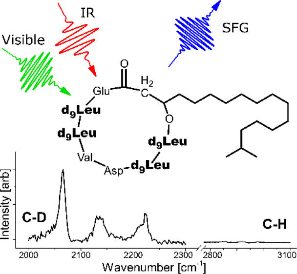 Deuterated surfactin + Spectrum