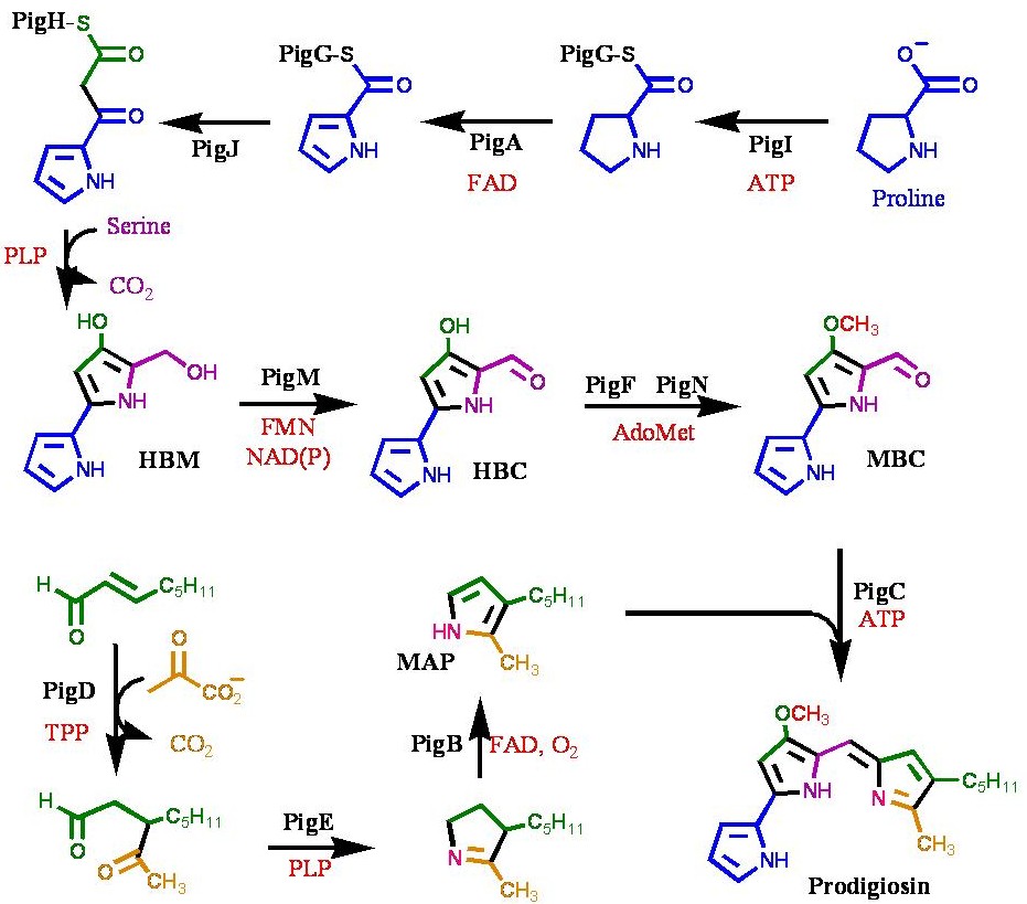 biosynthetic pathway