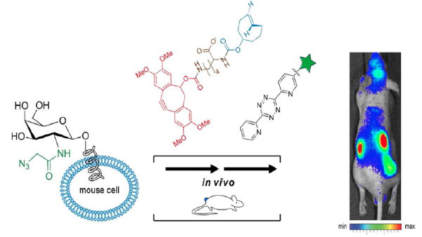 glycan imaging in mice