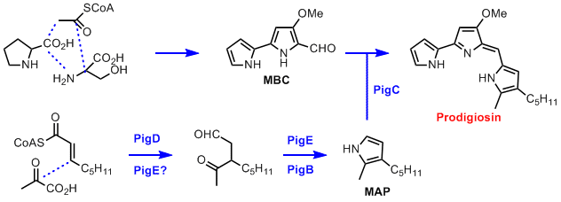 biosynthetic pathway